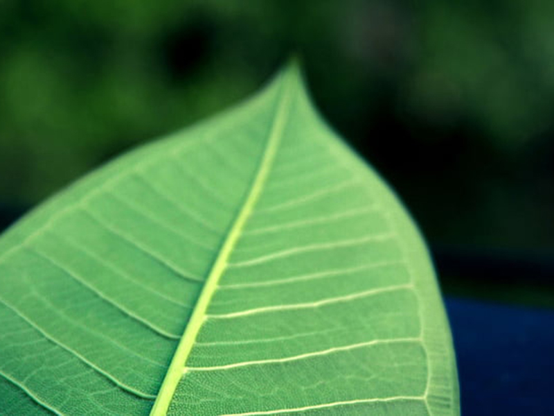 手持葉面積儀可直接測(cè)量葉片長(zhǎng)度、寬度和面積