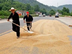 小麥?zhǔn)裁磿r(shí)間儲(chǔ)存*合適？糧食水分測(cè)量?jī)x來解答