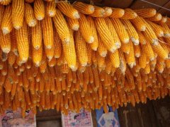 糧食安全檢測(cè)儀，可檢測(cè)糧食中是否含有大米增白劑