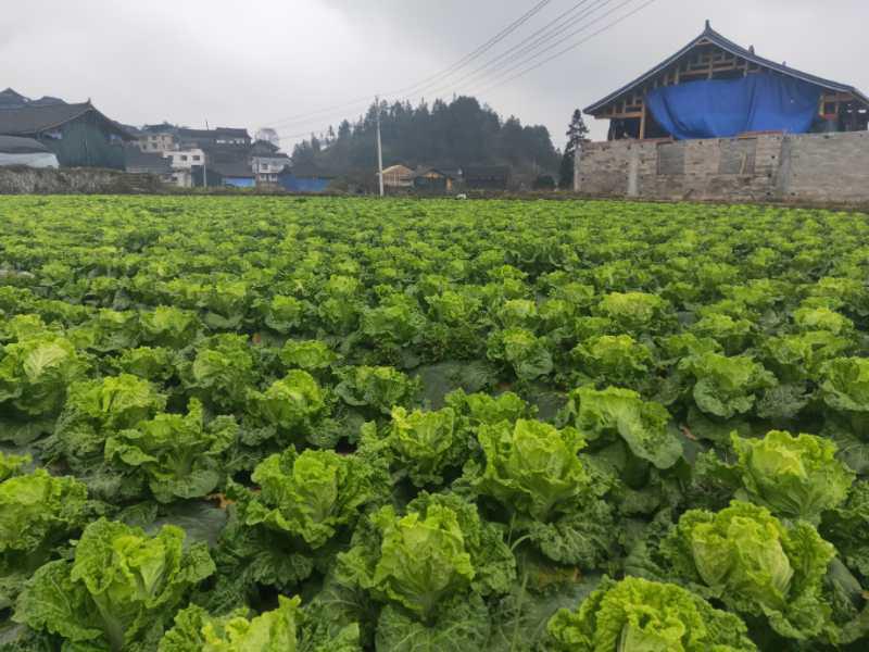 便攜式植物營養(yǎng)測定儀，對農(nóng)業(yè)種植有什么幫助