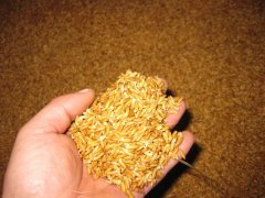 糧食中的真菌毒素怎么檢測？