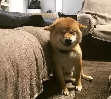 柴犬币最新价格,柴犬币最新价格，市场走势与前景展望