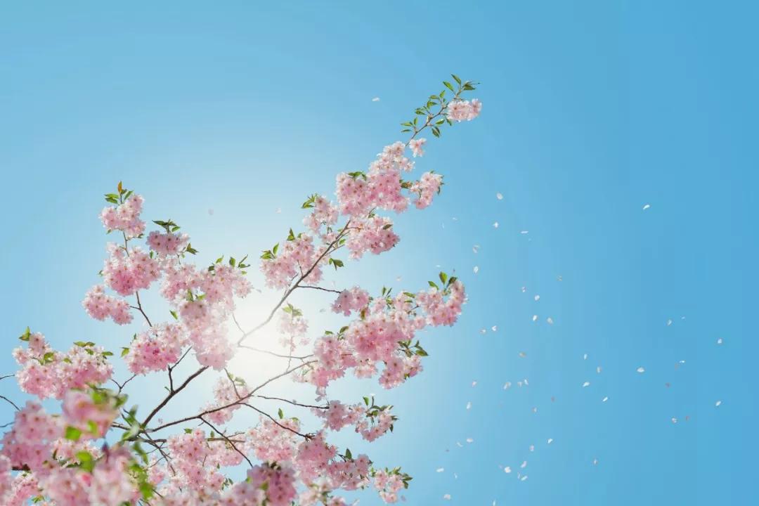 春暖花开最新地址,春暖花开最新地址，探索美好与希望的交汇点