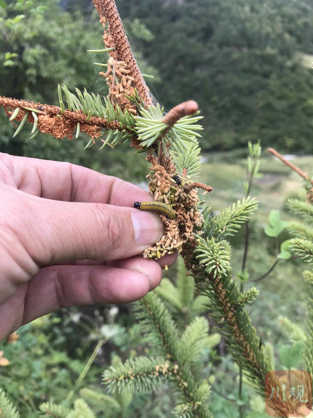 龙飞凤舞_1