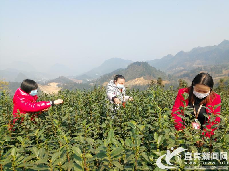 筠连县市场监督管理局最新项目,筠连县市场监督管理局最新项目，推动市场监管现代化，助力地方经济高质量发展