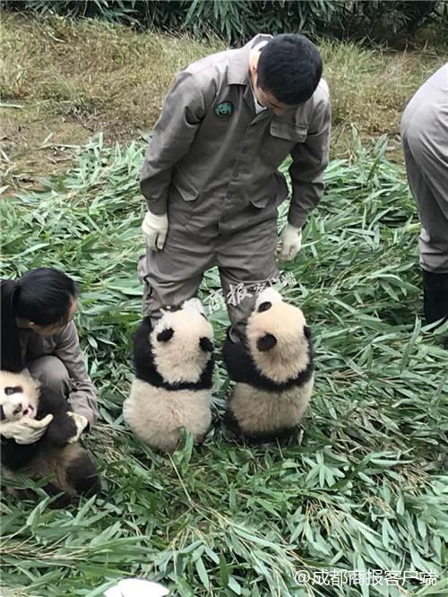 成都市市林业局最新项目,成都市林业局最新项目，推动城市绿化与生态保护协同发展