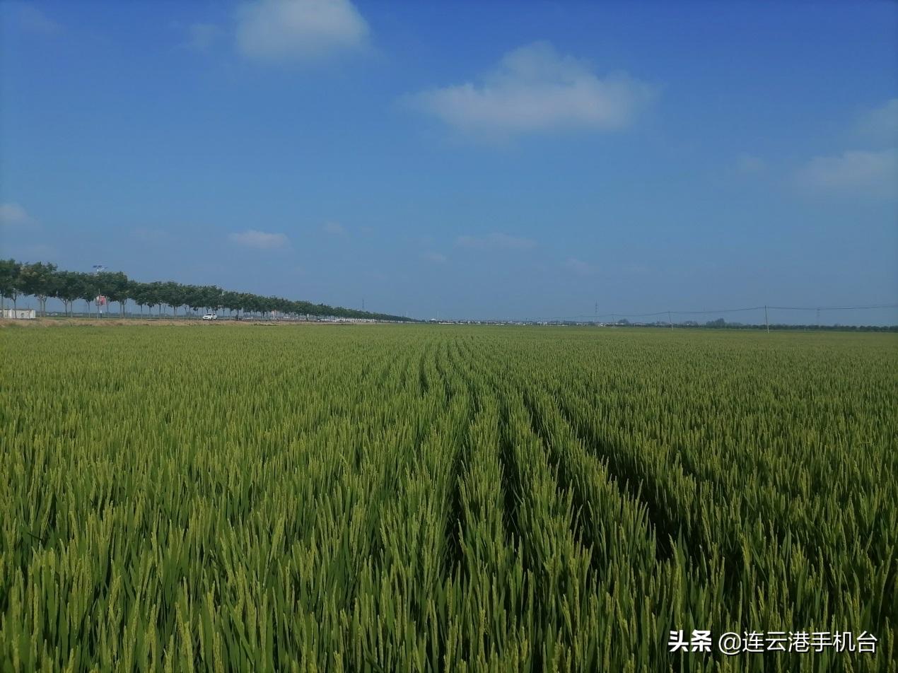 东海农场最新新闻,东海农场最新新闻，持续发展的农业蓝图与绿色生态的崭新篇章