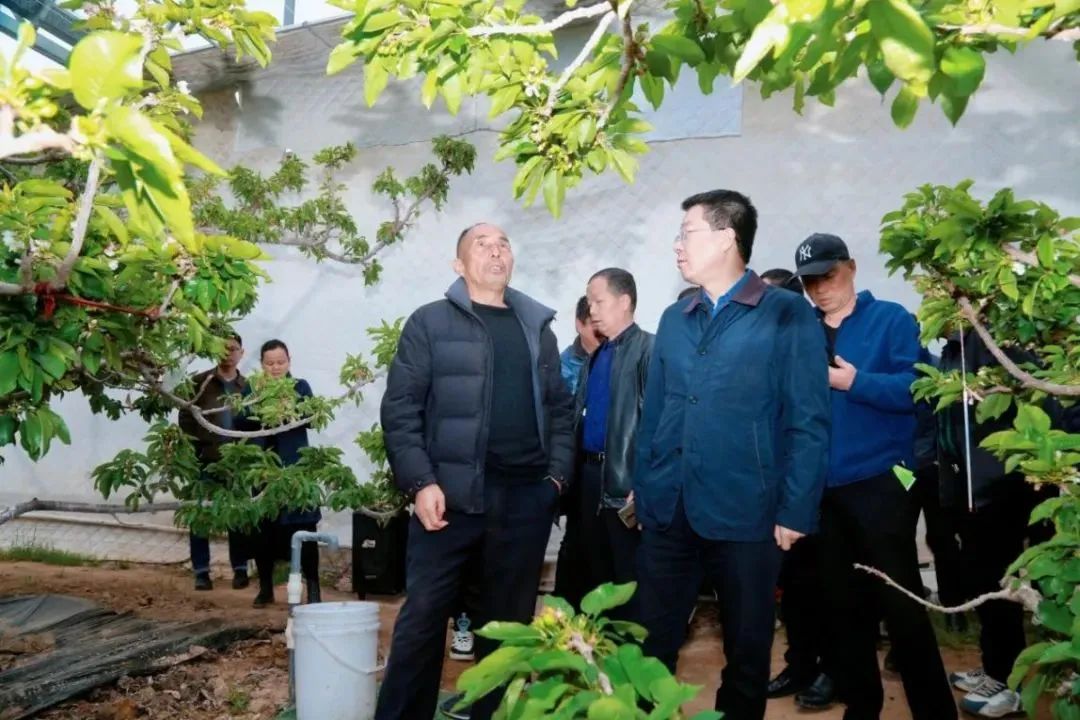 陕县农业农村局最新新闻,陕县农业农村局最新新闻，推动农业现代化，助力乡村振兴