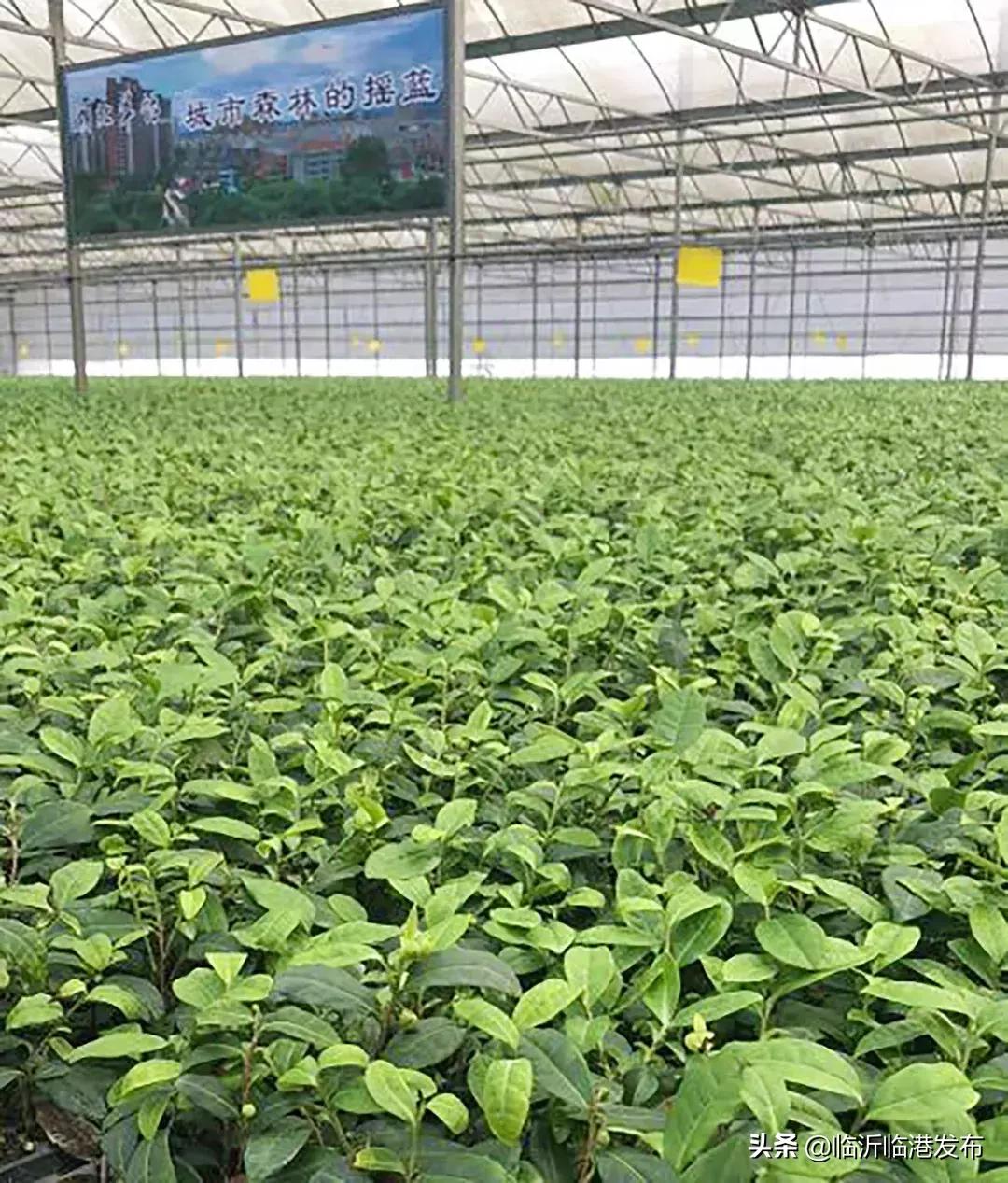 临沂市市农业局最新项目,临沂市农业局最新项目，引领农业现代化，助力乡村振兴
