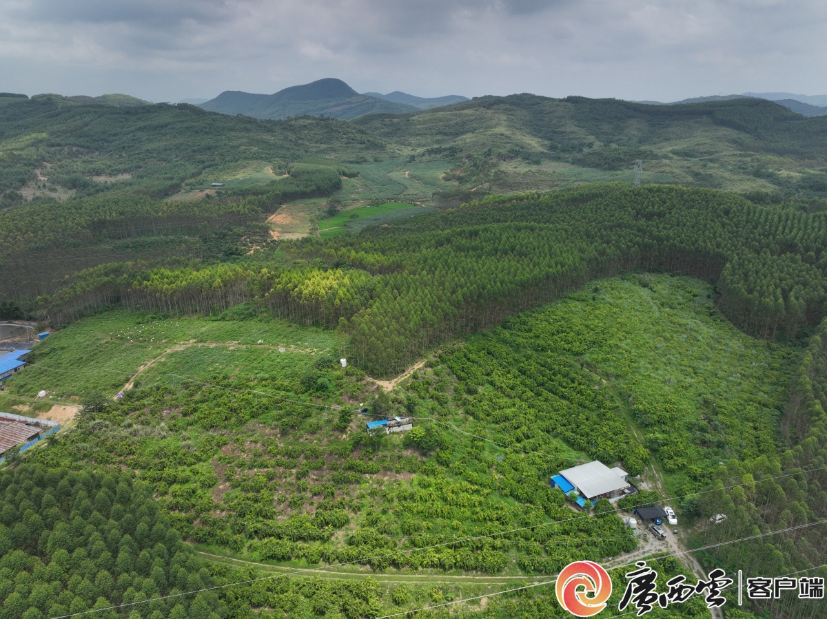 强久堆村最新项目,强久堆村最新项目，乡村振兴的新引擎